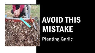Avoid This Mistake When Planting Garlic
