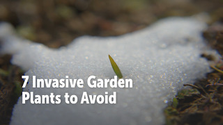 7 Invasive Garden Plants to Avoid