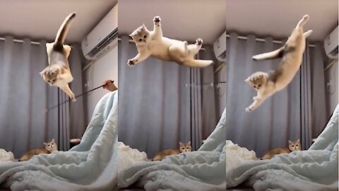 This Cat’s action is very entertaining!