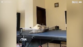 Gato fica maluco com tênis de mesa!