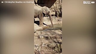 Elefante adora comer gelo em zoológico