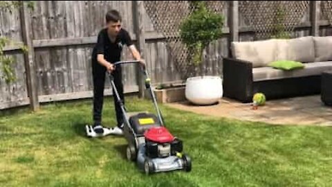 Dreng viser, at det kan være sjovt at slå græs