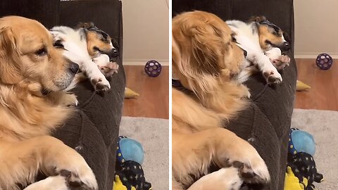 Trying to take a nap but your best friend is having a bad dream