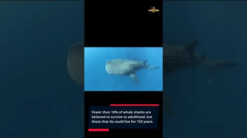 Quick Facts About Whale Sharks - #shorts