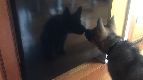 GSD Puppy Finds Reflection & Takes Action