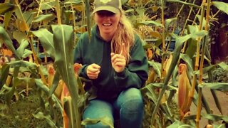 How to Freeze Corn on the Cob (No blanching) & How to know Corn is ready for Harvest