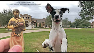 Bouncing Great Dane Helps To Bury St Joseph Real Estate Sale Statue