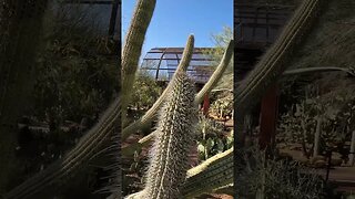 #arizona #fun with #cactus #2023 #goprohero10black #youtubeshorts