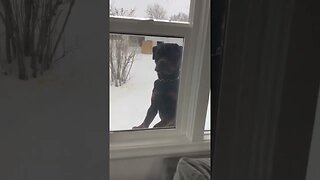 Rottweiler Tries Getting In The House