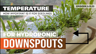 HOW MUCH DOES TEMPERATURE MATTER WHEN STARTING NEW SEEDLINGS IN DOWNSPOUT HYDROPONICS #KRATKY
