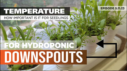 HOW MUCH DOES TEMPERATURE MATTER WHEN STARTING NEW SEEDLINGS IN DOWNSPOUT HYDROPONICS #KRATKY