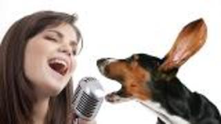 Canines Sensitive to Acoustic Cues