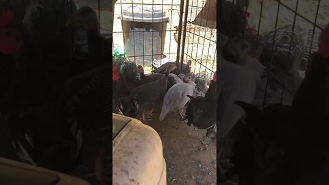 Guinea fowl keets resting in heat with pit game bantams