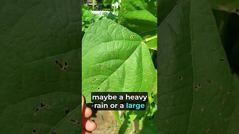 Caterpillar VS Beetles Eating Your Leaf