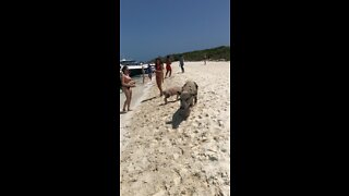 Pig Island in Bahamas