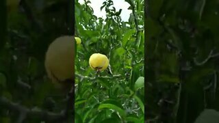 Você já comeu essa fruta?