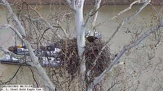USS Bald Eagle - Cam 2 view of nest with tugboat in background 3-28-23 @ 8:11am