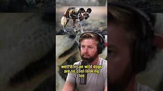 The Fascinating Intelligence of African Wild Dogs and their Hunting Techniques - Joe Rogan