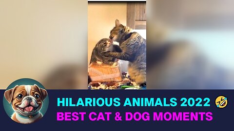 Hilarious Animal Antics 2022 🤣 Best Funny Cat & Dog Moments