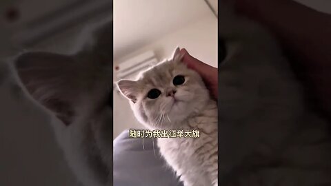 2023 Cutes Baby Cat! in home lovely moments ||🥰😽- #shortsfeed #cat #youtubepets_animals