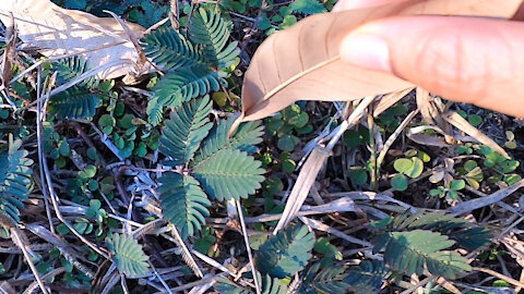 What happens when you touch mimosa pudica