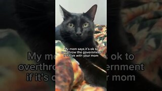 Is it okay with your mom?🥺 #cat #kitten #blackcat #bestfriend #leonthecatdad #viral #fyp ￼