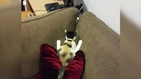 Cat Flips Over Cushion On Sofa