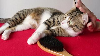 Brushing Makes the Cat Fur Shine