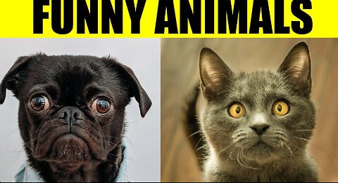 FUNNIEST ANIMALS 😹 Funny Animal Videos Compilation 😹