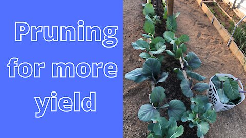 Pruning fundamentals in a Mittleider garden - get more food