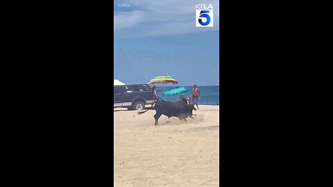 A woman was gored during an encounter with a bull that was witnessed by startled beach goers