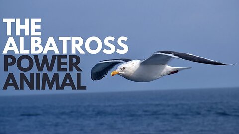 The Albatross Power Animal