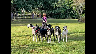 Walking A Funny Great Dane Five Pack Is Challenging - 750 lbs /340 kg of Dog Power