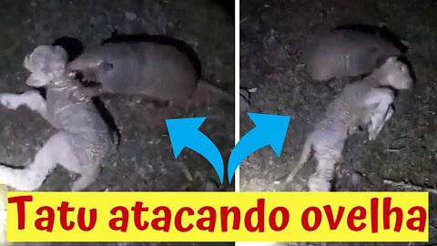 Tatu atacando ovelha