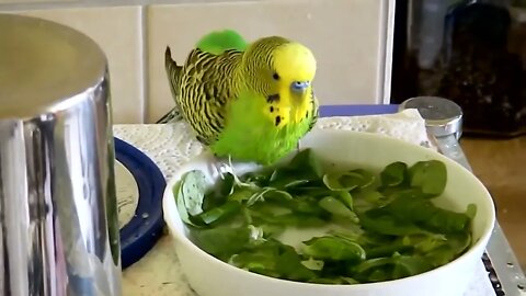 4K HDR Video – Beautiful Lovebird | Budgies and Cockatiel Birds Playing and Feeding-20