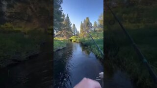 Trout Fishing