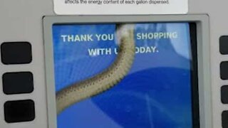 Woman finds snake inside gas pump