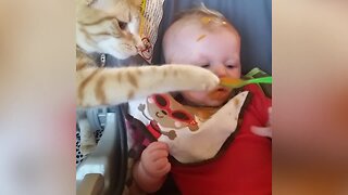 Cats and Babies