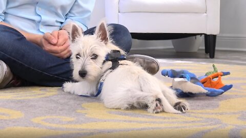 Westie Potty Training from World-Famous Dog Trainer Zak George - West Highland White Terrier