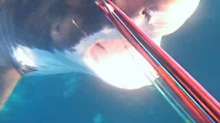 Diver defends himself from attack by great white shark
