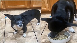 Watch my adorable pup chow down on the delicious homemade dog food I whipped up for her