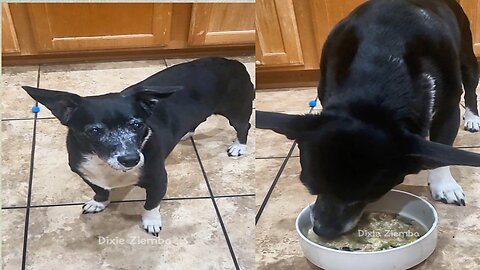 Watch my adorable pup chow down on the delicious homemade dog food I whipped up for her