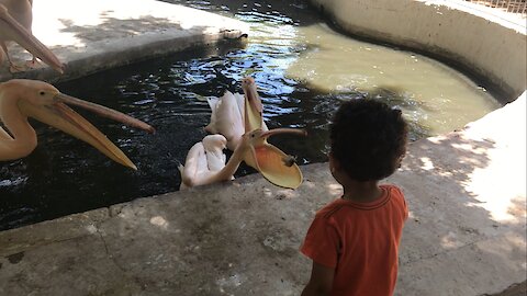 A child is afraid of Great Pink Pelican