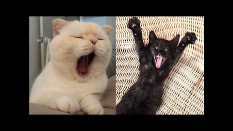 So manny super funny cats and kitten videos compilation