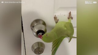 Parakeet learns to pick locks!