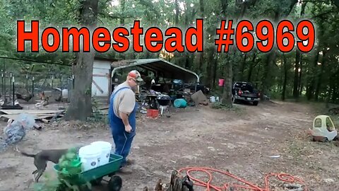 Homestead Update #6969 #homestead #homesteading #garden