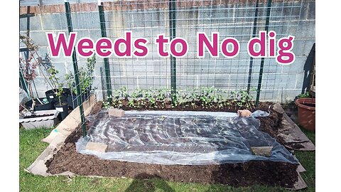 Turn weeds to No Dig garden beds for beginners #nodig #thenodiggardener