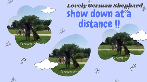 Lovely German Shepherd Down at a Distance