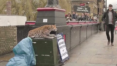 Funny Leopard Prank #prank #pranks #funny #comedy #funnyvideo #funnyvideos #leopard #viral #tiktok