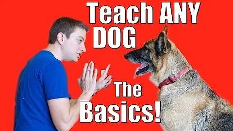 Teaching dogs to guard people and objects